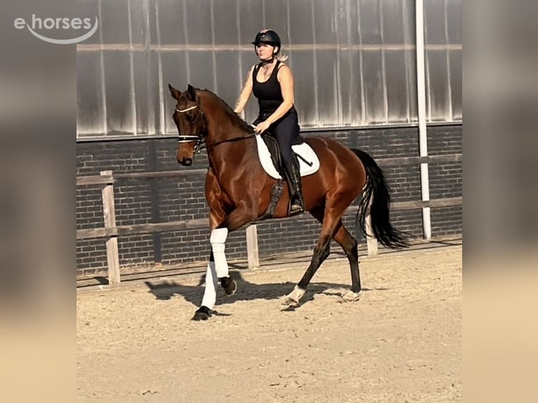 KWPN Stallion 9 years 16 hh  in Nettetal