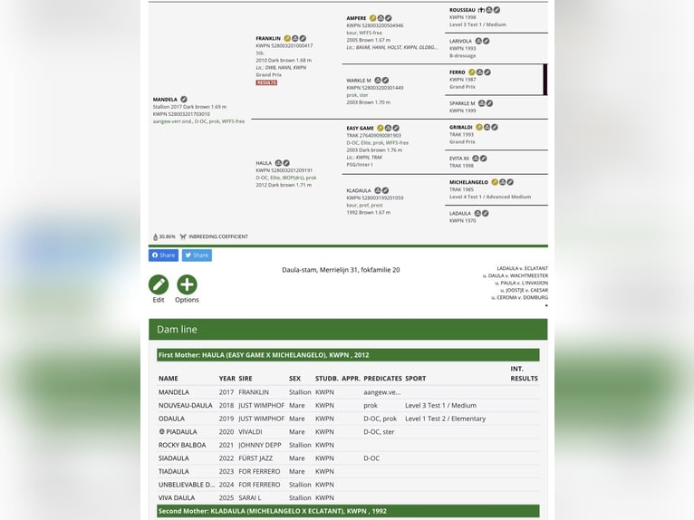 KWPN Stallion 9 years 16,2 hh Bay-Dark in Oud Gastel