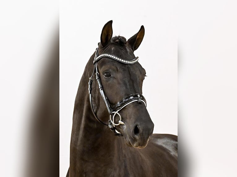 KWPN Stallion Black in Lemwerder