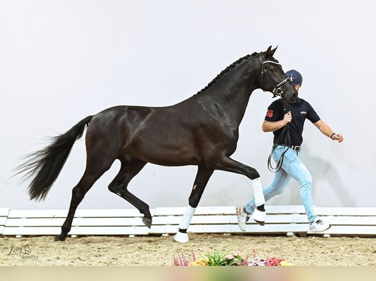 KWPN Stallion Black in Lemwerder
