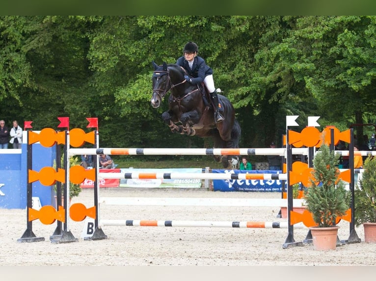 KWPN Stallion Black in Neuried