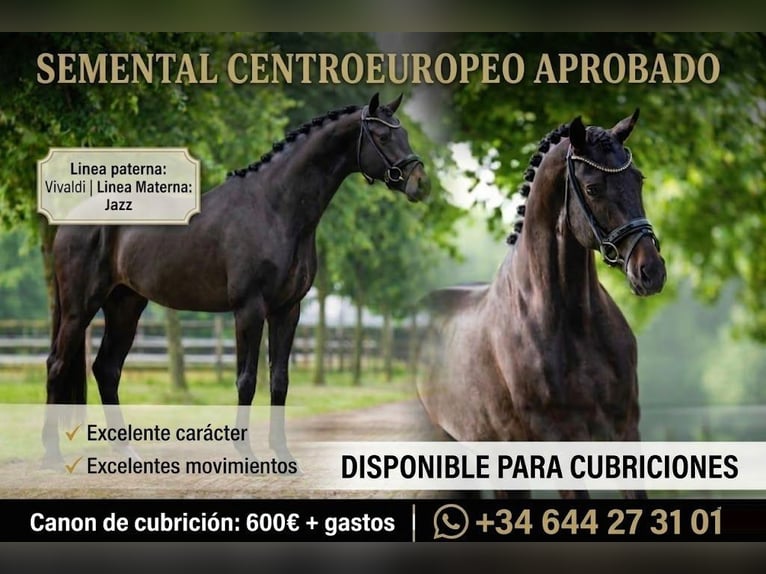 KWPN Stallion Black in colmenar viejo