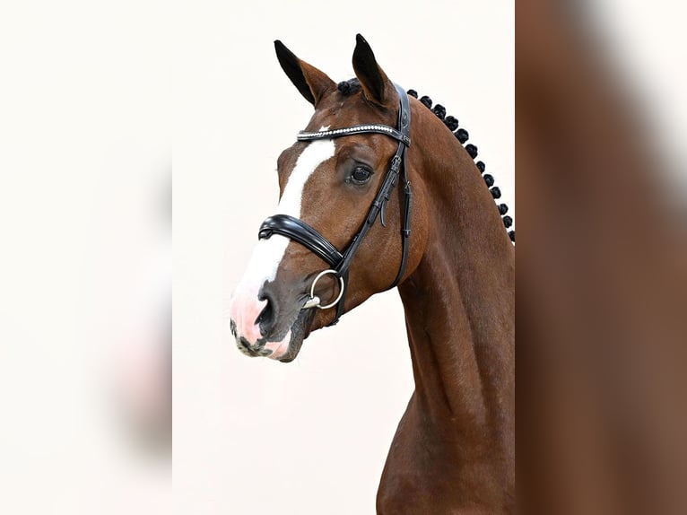 KWPN Stallion Brown in Lemwerder