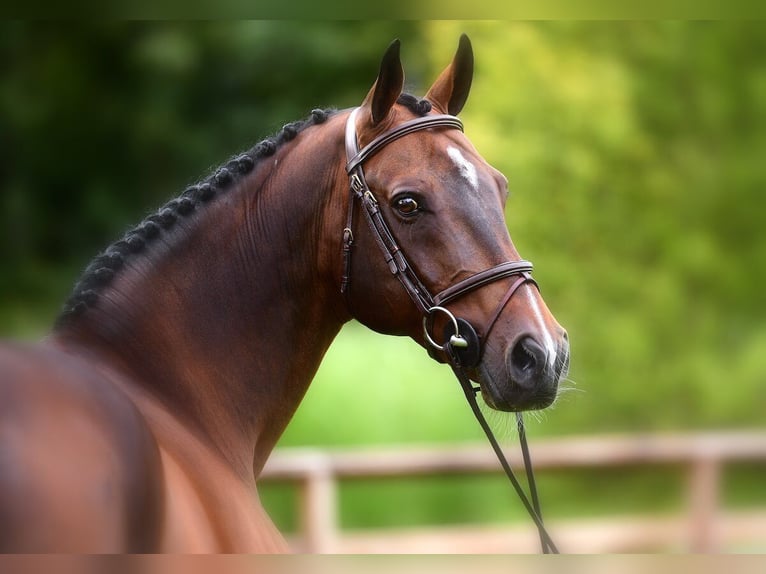 KWPN Stallion Brown in Pfarrkirchen