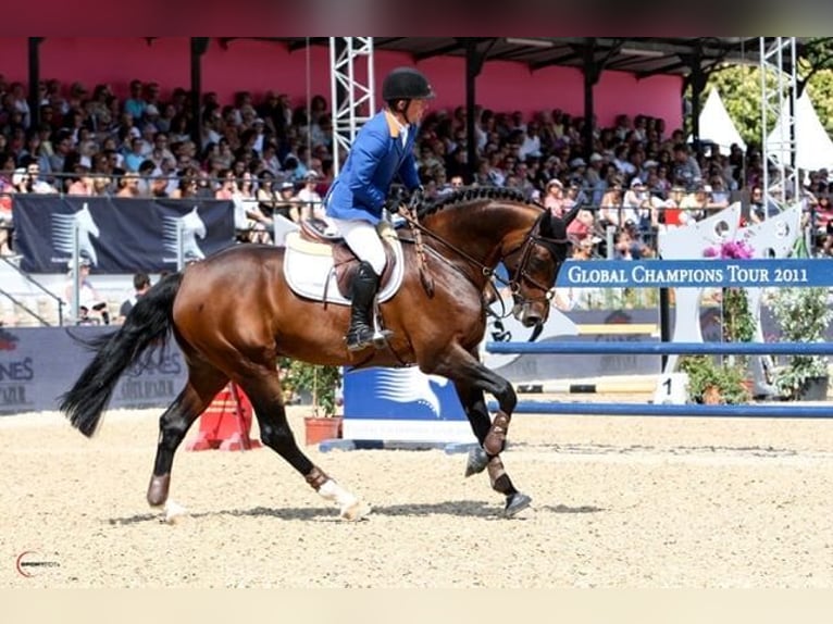 KWPN Stallion Brown in Pfarrkirchen