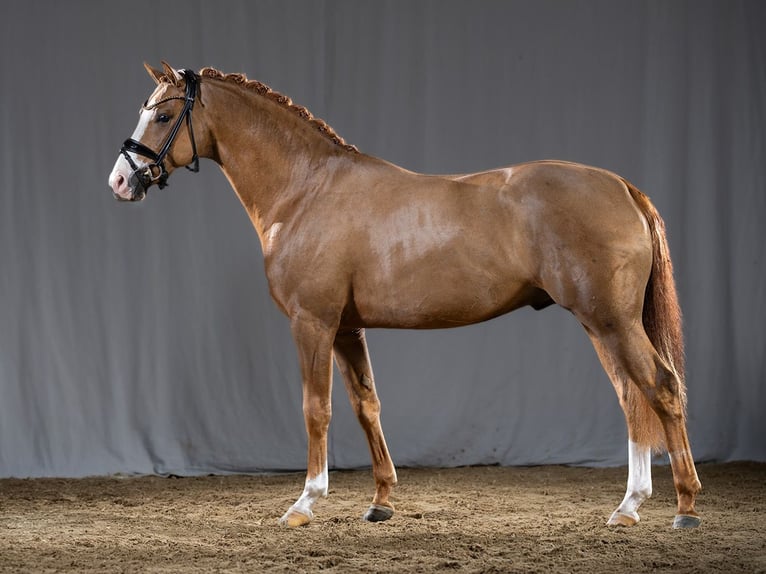 KWPN Stallion Chestnut-Red in Bedburg