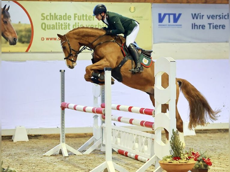 KWPN Stallion Chestnut-Red in Moritzburg