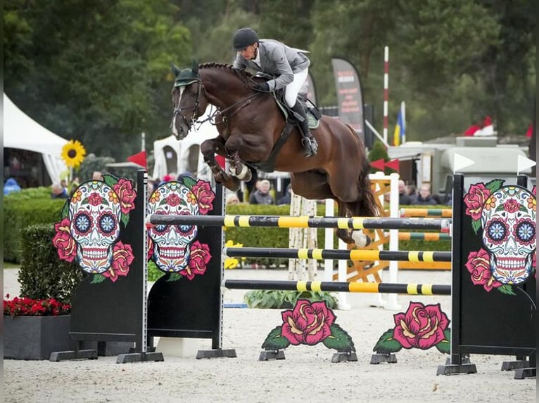 KWPN Stallion Chestnut-Red in Moritzburg