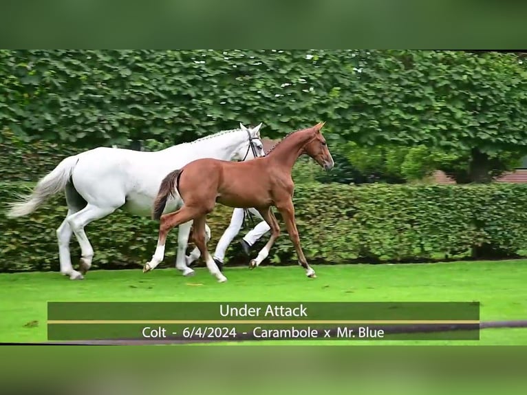 KWPN Stallion  12,2 hh Brown in Eibergen