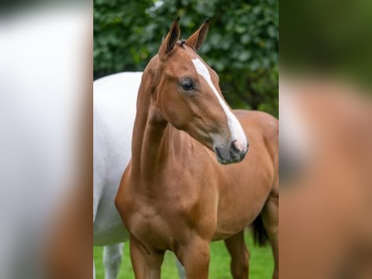 KWPN Stallion  12,2 hh Brown in Eibergen