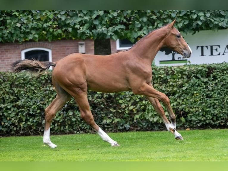 KWPN Stallion  12,2 hh Brown in Eibergen