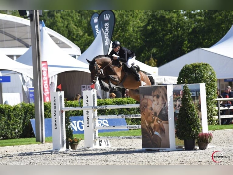 KWPN Stallion  12,2 hh Brown in Eibergen