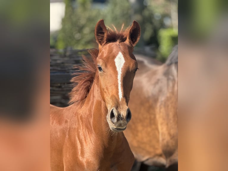 KWPN Stallion Foal (01/2025) 13,1 hh Chestnut-Red in Rijsenhout