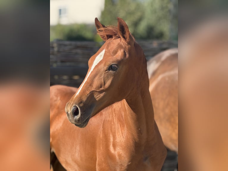 KWPN Stallion Foal (01/2025) 13,1 hh Chestnut-Red in Rijsenhout