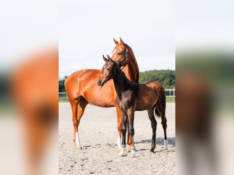 KWPN Stallion Foal (05/2025) 13,1 hh Smoky-Black in Landgraaf