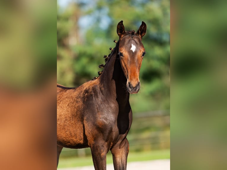 KWPN Stallion Foal (05/2025) 13,1 hh Smoky-Black in Landgraaf