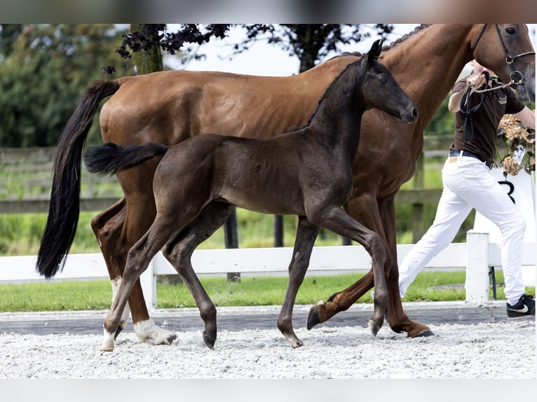 KWPN Stallion Foal (05/2024) 14,2 hh Black in HEUVELLND