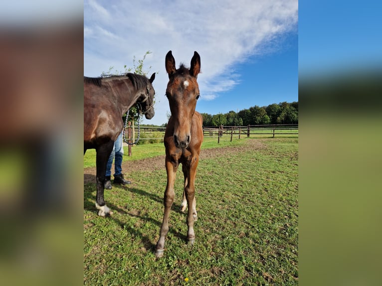 KWPN Stallion Foal (07/2024) 16,1 hh Bay-Dark in Maastricht