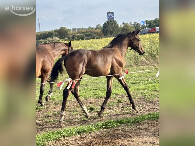 KWPN Stallion Foal (04/2026) 16.1 hh Bay-Dark in Oirschot