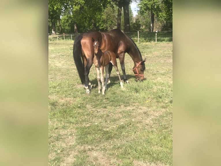 KWPN Stallion Foal (04/2026) 16.1 hh Bay-Dark in Oirschot