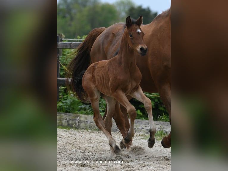 KWPN Stallion Foal (04/2024) 16,1 hh Brown in Mijnsheerenland