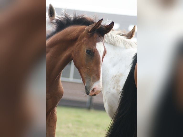 KWPN Stallion Foal (03/2024) 16,1 hh Brown in Oploo