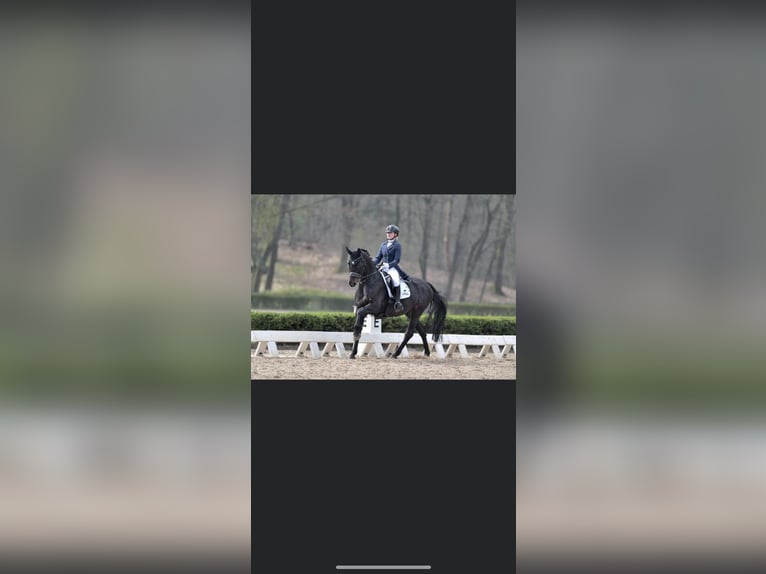 KWPN Stallion  16,2 hh Bay-Dark in Veghel