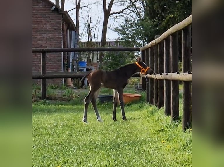 KWPN Stallion Foal (04/2024) 16,2 hh Bay-Dark in Eexterveen