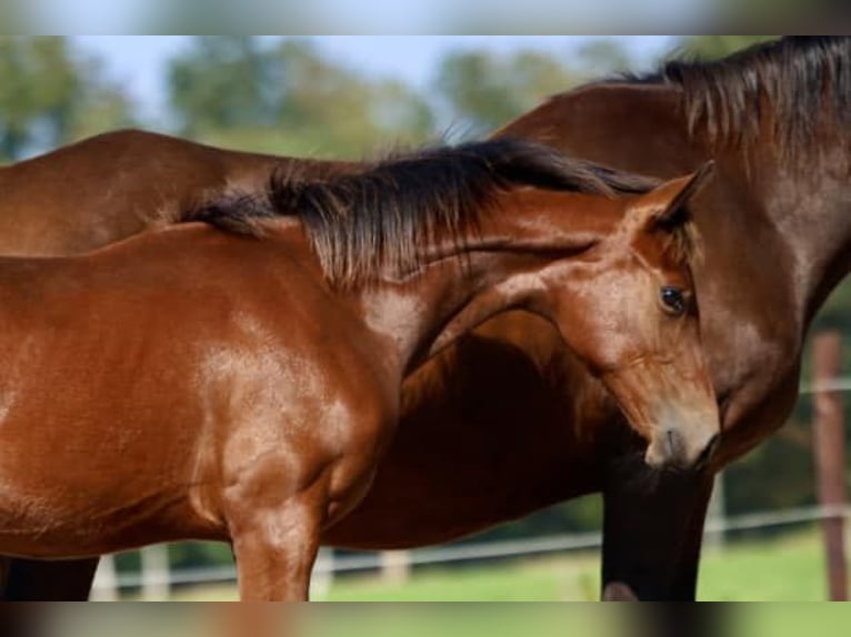 KWPN Stallion Foal (03/2024) 16,2 hh Brown in Elim