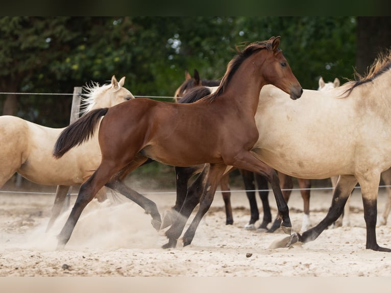 KWPN Stallion Foal (04/2026) 16.2 hh Brown in Ulicoten