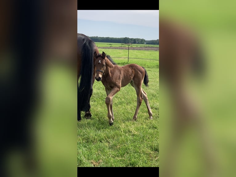 KWPN Stallion Foal (04/2024) 16,2 hh Brown in Balkbrug