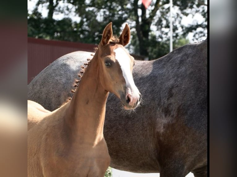 KWPN Stallion Foal (03/2026) 16.2 hh Chestnut-Red in Vlagtwedde