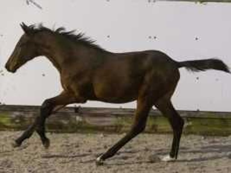 KWPN Stallion  16,2 hh Chestnut-Red in Waddinxveen