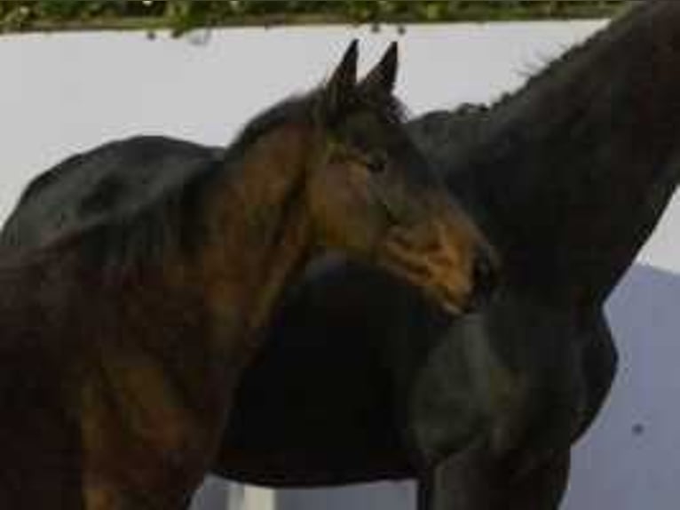 KWPN Stallion  16,2 hh Chestnut-Red in Waddinxveen