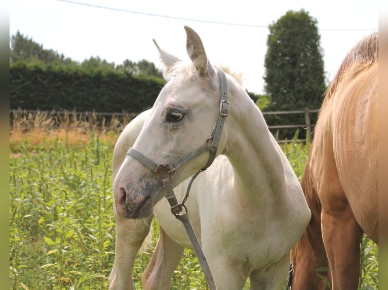 KWPN Stallion Foal (06/2026) 16.2 hh Leopard-Piebald in FRAISSE
