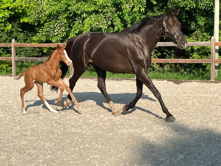 KWPN Stallion Foal (05/2024) 16,2 hh Sorrel in Bergen L