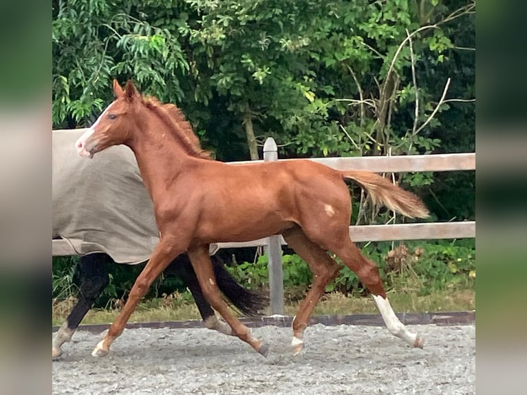 KWPN Stallion Foal (05/2024) 16,2 hh Sorrel in Bergen L