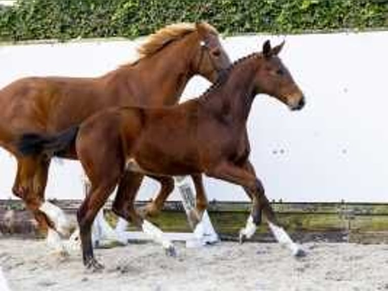 KWPN Stallion  16 hh Brown in Waddinxveen