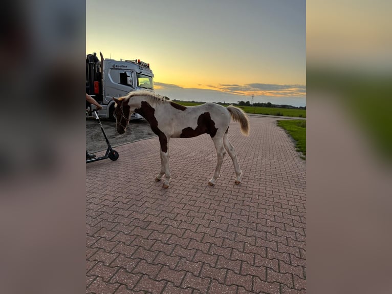 KWPN Stallion Foal (04/2025) 16 hh Chestnut in Staphorst