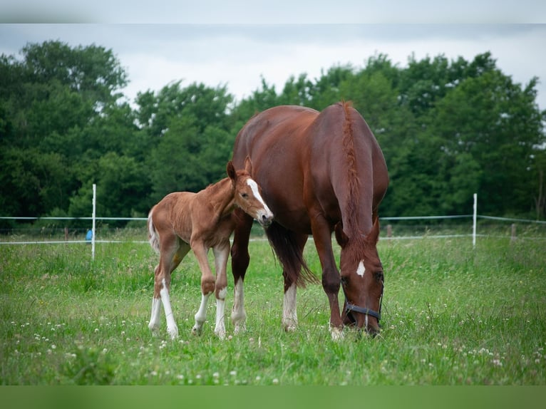 KWPN Stallion  16 hh Chestnut-Red in Overasselt