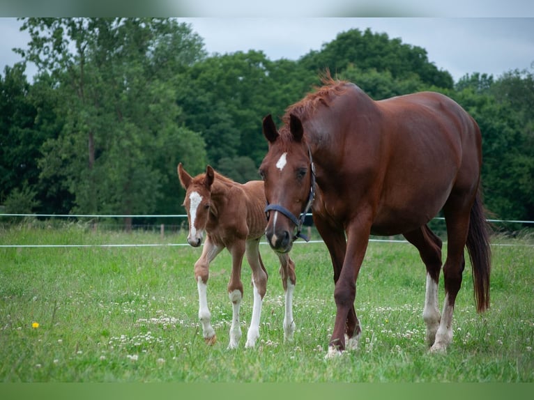 KWPN Stallion  16 hh Chestnut-Red in Overasselt