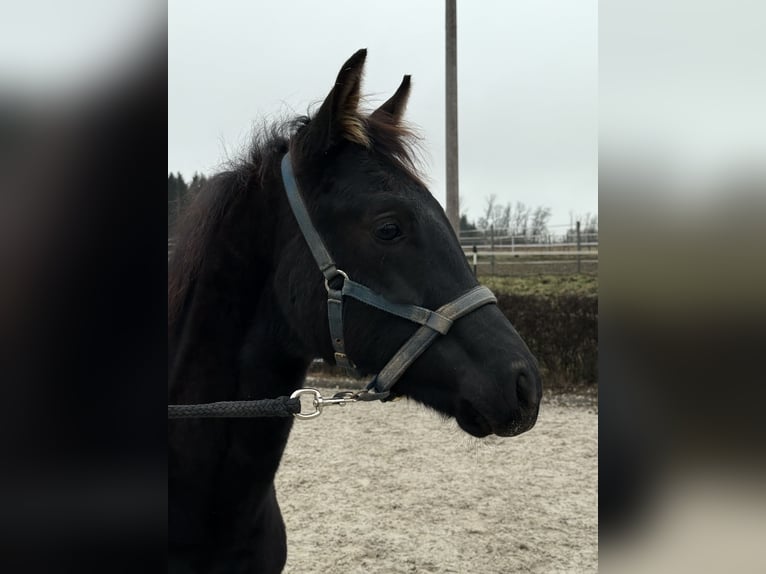 KWPN Stallion Foal (06/2025) 16,1 hh Black in Zell an der Pram