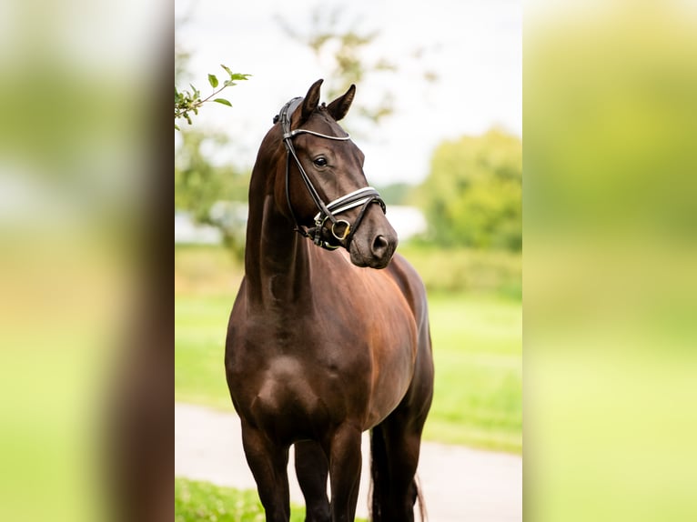 KWPN Stallion Foal (03/2025) 16,1 hh Brown in Wamel
