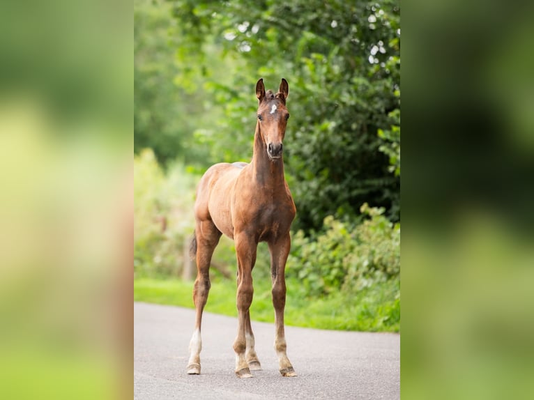 KWPN Stallion Foal (03/2025) 16,1 hh Brown in Wamel