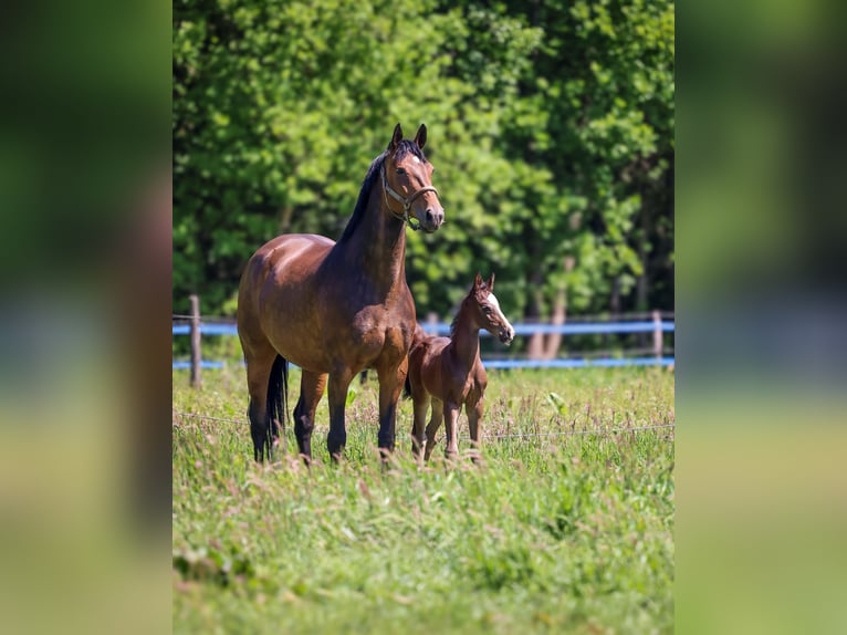 KWPN Stallion Foal (04/2025) 16,1 hh Smoky-Black in Den Dungen