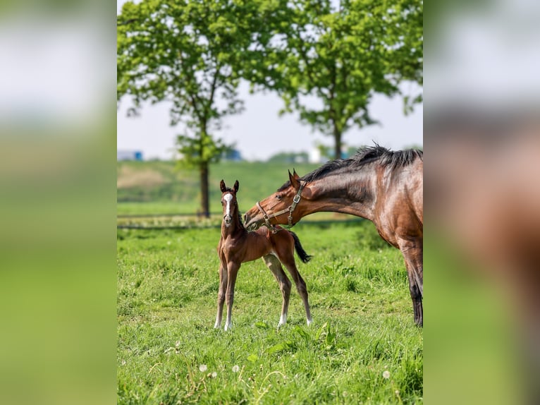 KWPN Stallion Foal (04/2025) 16,1 hh Smoky-Black in Den Dungen