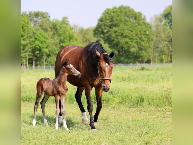 KWPN Stallion Foal (04/2025) 16,1 hh Smoky-Black in Den Dungen