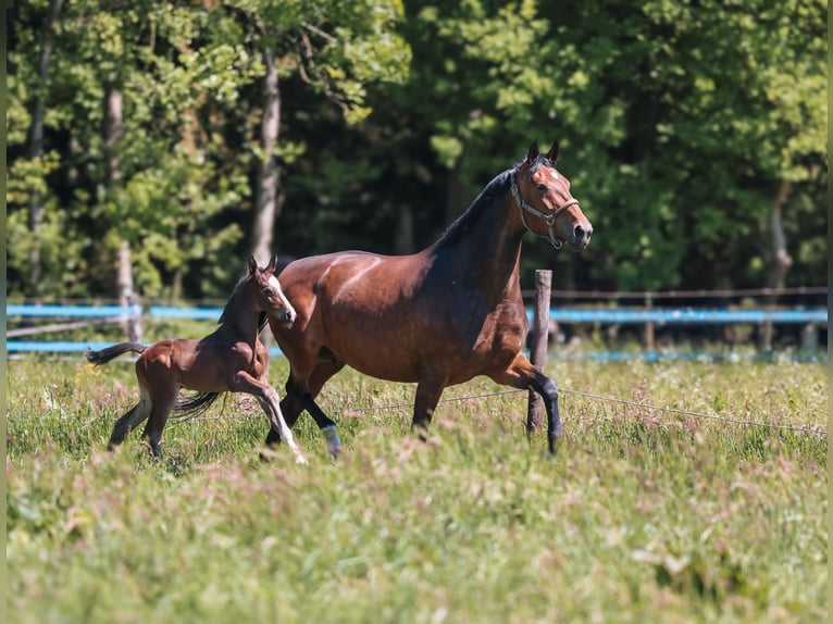 KWPN Stallion Foal (04/2025) 16,1 hh Smoky-Black in Den Dungen