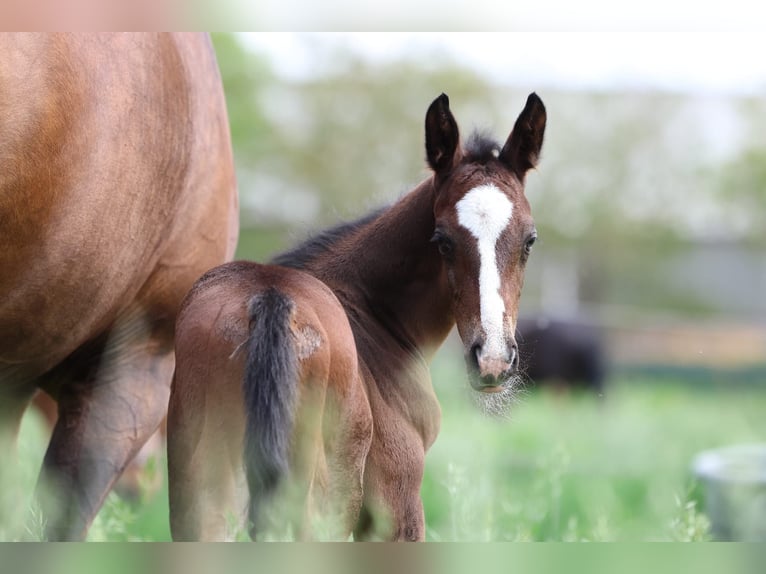 KWPN Stallion Foal (04/2025) 16,1 hh Smoky-Black in Den Dungen