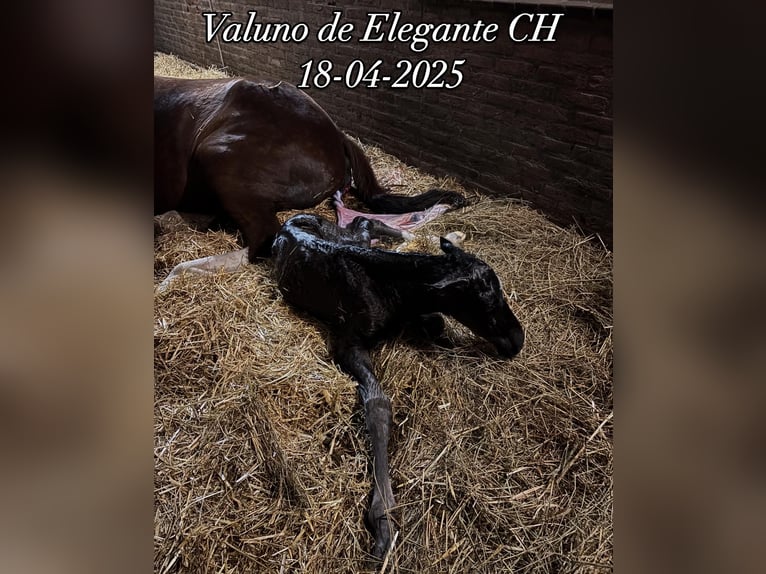 KWPN Mix Stallion  16,2 hh Bay-Dark in Maasbree